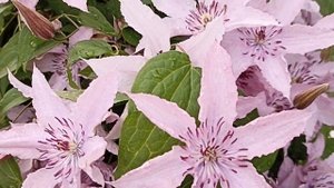 Клематис Хегли Хайбрид . Clematis Hagley Hybrid .