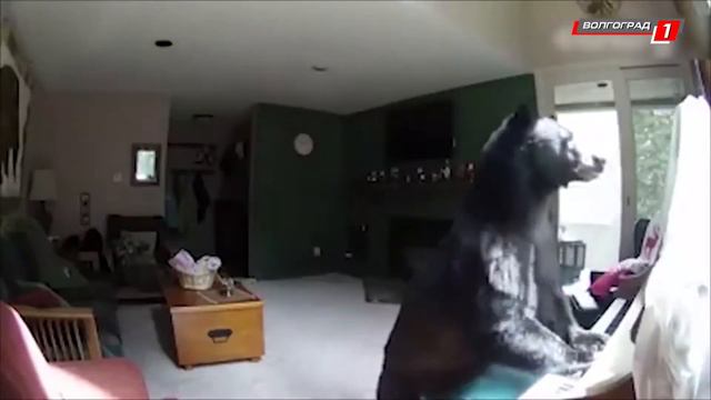 [#26] программа "Тот ещё Рябухин" - 23 июня 2017 - часть 01 смотреть онлайн