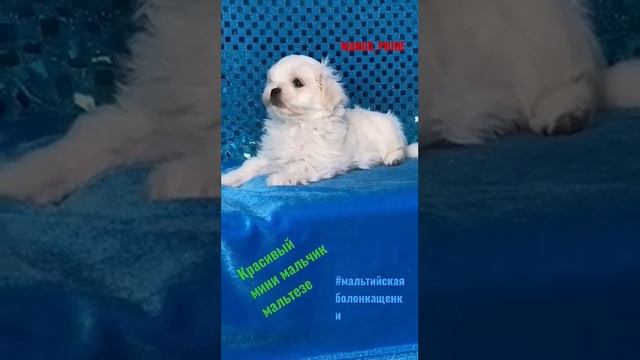 мальтийская болонка МИНИ щенки РКФ. Мальтезе МИКРО, МИНИ #мальтийскаяболонкащенки#мальтеземини