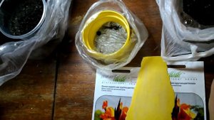 Канны. Всходам 2 дня. Проращиваем канны из семян.