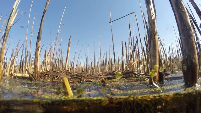 Колония чомг 160503 4k Новомичуринск 160504 GoPro в полводы 1 смотреть онлайн