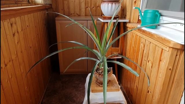 АНАНАС В ДОМАШНИХ УСЛОВИЯХ /ЧТО ВЫРОСЛО ?ПРОШЛО ПОЧТИ 3 ГОДА/2 ЧАСТЬ смотреть онлайн