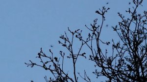 Майские жуки. Cockchafer