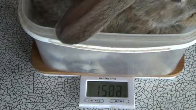 крольчата французского барана взвешивание в 2 месяца смотреть онлайн