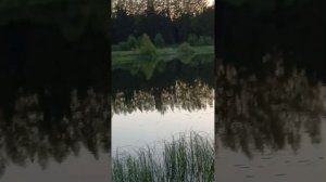 Песни птиц на закате у озера