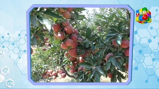 «Дар меҳмонии витаминҳо» - Себ ва фоидаи он смотреть онлайн