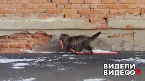 Кот притащил домой связку сосисок. Видели видео? Фрагмент выпуска от 16.05.2021