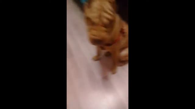 Как Тоши выполняет команды... смотреть онлайн