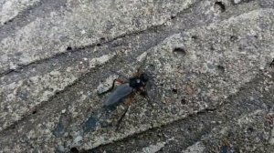 Толстоножка (Bibionidae)