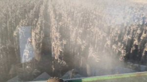 Нива эффект. Уборка подсолнечника 2022г.