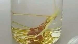 получение пластической серы .avi