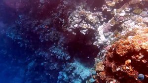 Rehana Royal Beach Resort Aquapark & Spa 5* 🇪🇬