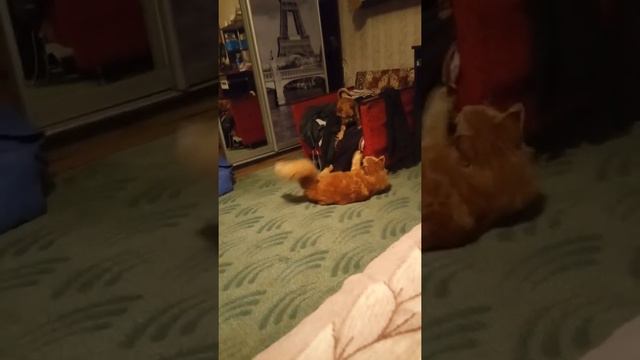 Мей-кун и чихуа хуа смотреть онлайн