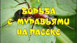 БОРЬБА С  МУРАВЬЯМИ НА ПАСЕКЕ! БЕЗ ВАРИАНТОВ! КАК ИЗБАВИТЬСЯ ОТ МУРАВЬЁВ.
