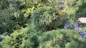 РАЗНЫЕ ВИДЫ СТРИЖКИ ТУИ