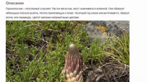 Горноколосник Красивые растения для дома и сада
