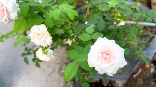 Misaki Rose@