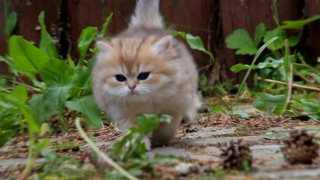 British kitten Loriel Bell SunRay BLH ny 25 Female | Британский котенок золотой тикированный окраса
