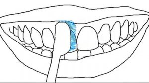 Чистим зубы щеткой правильно!