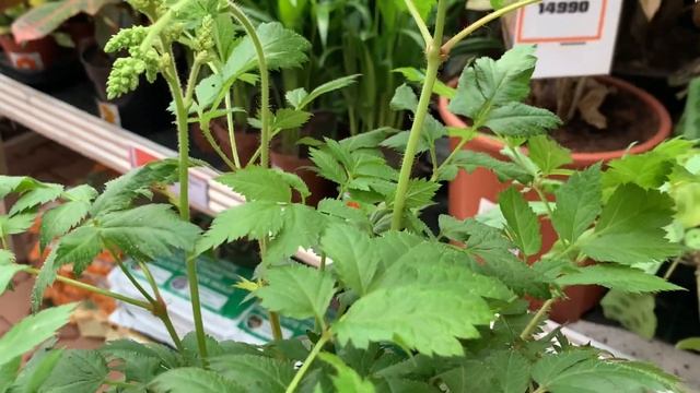 ОБИ Классный ОБЗОРЧИК ? РАСТЕНИЙ с ценами ( со скидкой и без) Проведём время вместе❗️июль 2022 смотреть онлайн