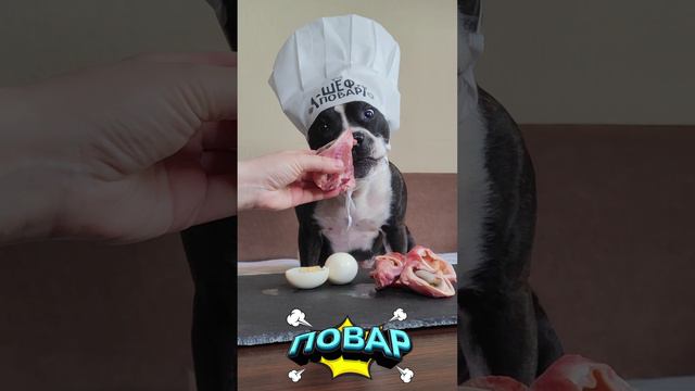 Говяжьи уши! Оценка от стаффи 🍽️ #стаффи #повар #рецепт #собака #кухня #говядина #животные #рецепт