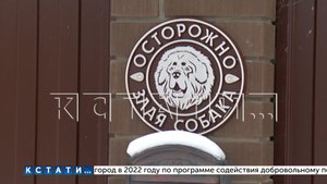 Новые жертвы тибетских мастифов, которые держат в страхе поселок Новинки