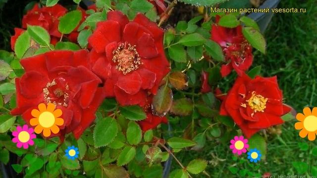 Роза миниатюрная Фиеста Руби. Краткий обзор, описание характеристик, где купить саженцы Fiesta Ruby смотреть онлайн