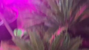 Нужны ли инфракрасные лампы для пальм и других растений зимой? Уход за финиковой пальмой 16.12.2021