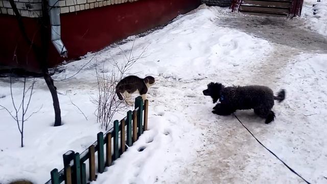 Как моя собака лает на кошку смотреть онлайн