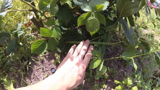 итог обрезки ежевики,продолжение. смотреть онлайн