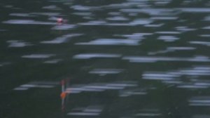 Рыбалка  Рецепт каши для ловли толстолоба . My fishing