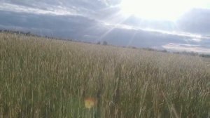 Рабочие будни Механизатора. Пришли новые культиваторы.