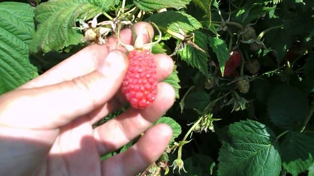 Малина "Маросейка" смотреть онлайн