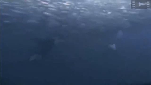 Касатки на охоте смотреть онлайн