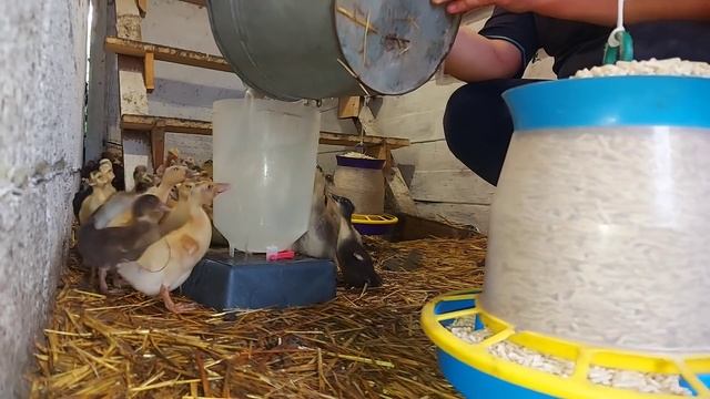 цыплята с утятами смотреть онлайн