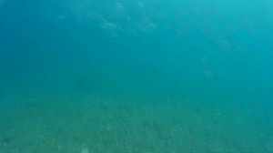 ПОДВОДНЫЙ МИР СРЕДИЗЕМНОГО МОРЯ