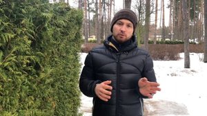 Живая изгородь из туи. Зачем нужна стрижка? Сады «Майендорф» | Твой Сад