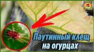 Как бороться с паутинным клещом на огурцах простыми и доступными средствами Обработка огурцов