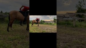 Заездка лошади с нуля / арабо-терская порода лошадей / M-H