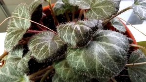 Камнеломка плетеносная. Малоуходное растение в нашем доме. Красота и нежность