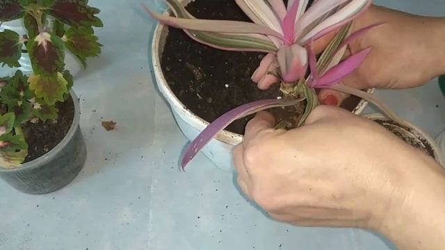 Колеусы и Рэо пересадка в сентябре красивый букет смотреть онлайн