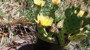 Опунция садовая. Садовый кактус