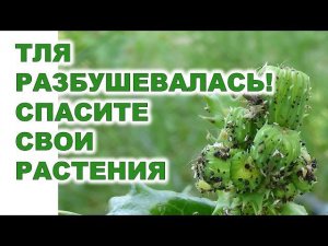 Как, чем защитить растения сада огорода от тлиHow and with what to protect garden plants from aphids