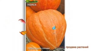 Тыква крупноплодная Россиянка (rossiyanka) ? Россиянка обзор: как сажать, семена тыквы Россиянка
