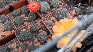 Что цветет в конце июня. Волшебный цветок Lobivia jajoiana  .