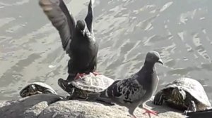 Птица мира, кроткая и скромная...