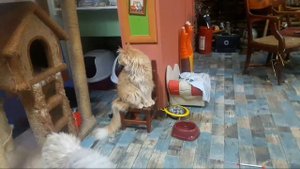 Наряжаем ёлку с кошками