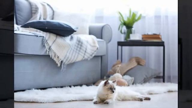 Сколько лет живут кошки