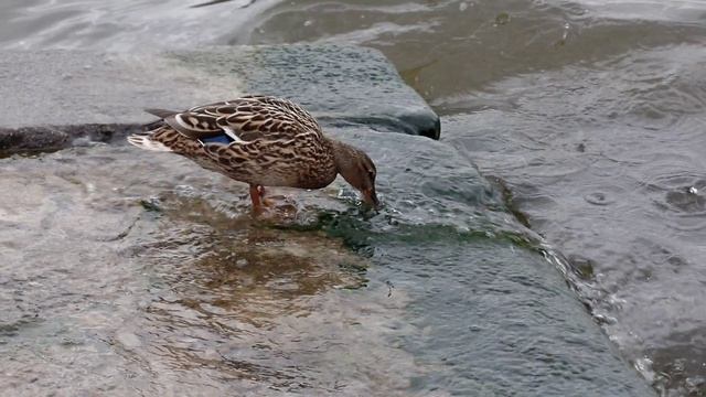 Утки тоже пьют воду