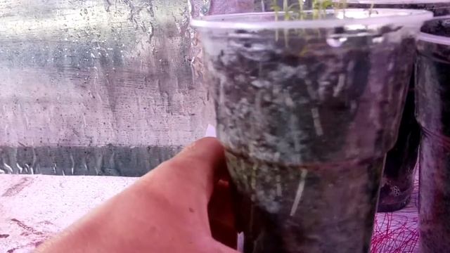 Эвкалипт радужный (Eucalyptus deglupta) смотреть онлайн